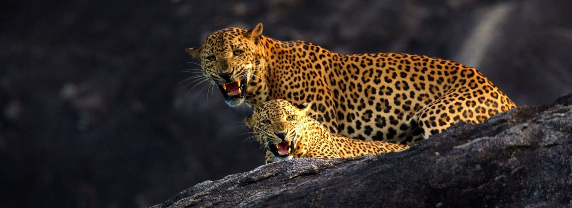 Scenic view of Udawalawe National Park