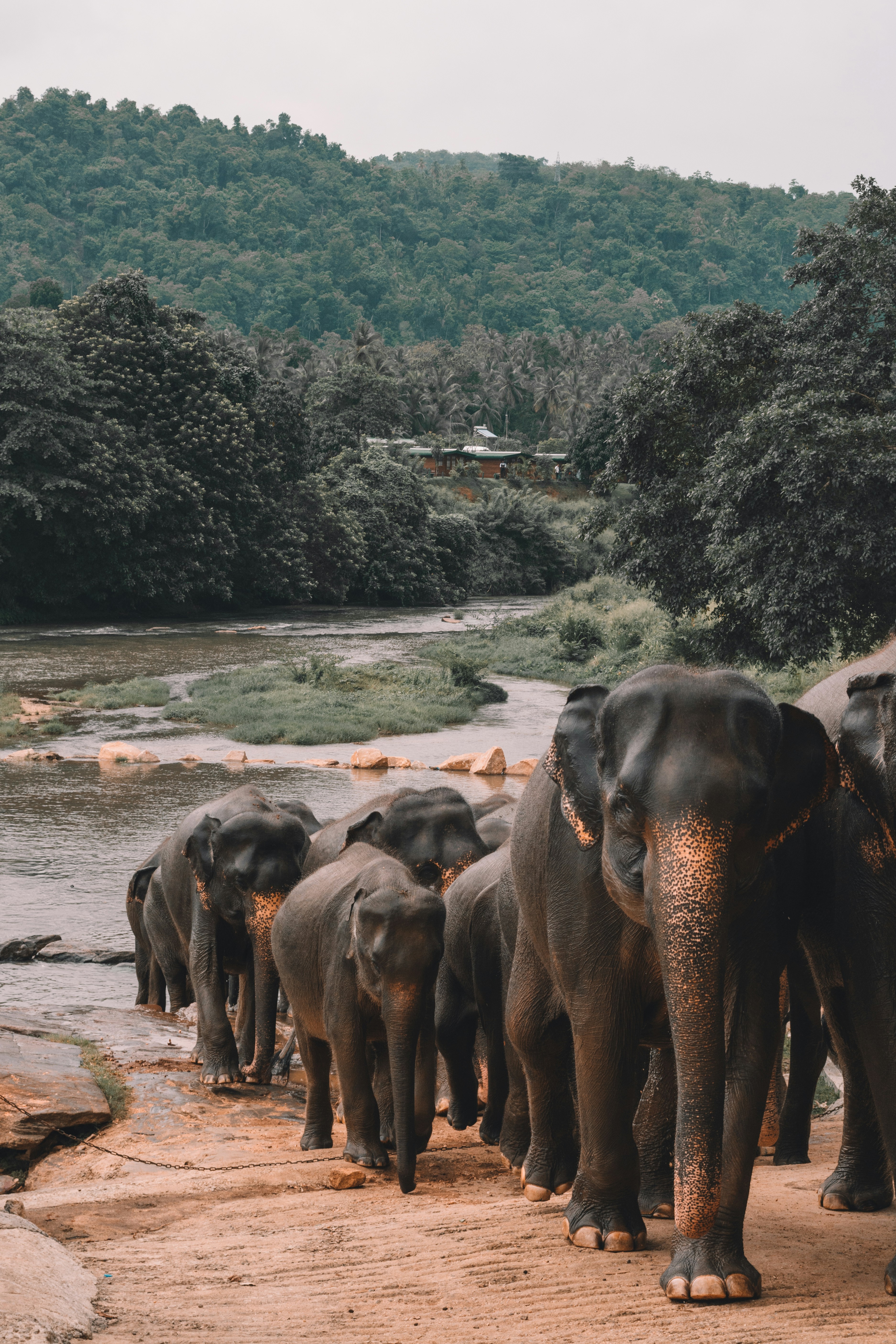 Pinnawala Elephant Experience