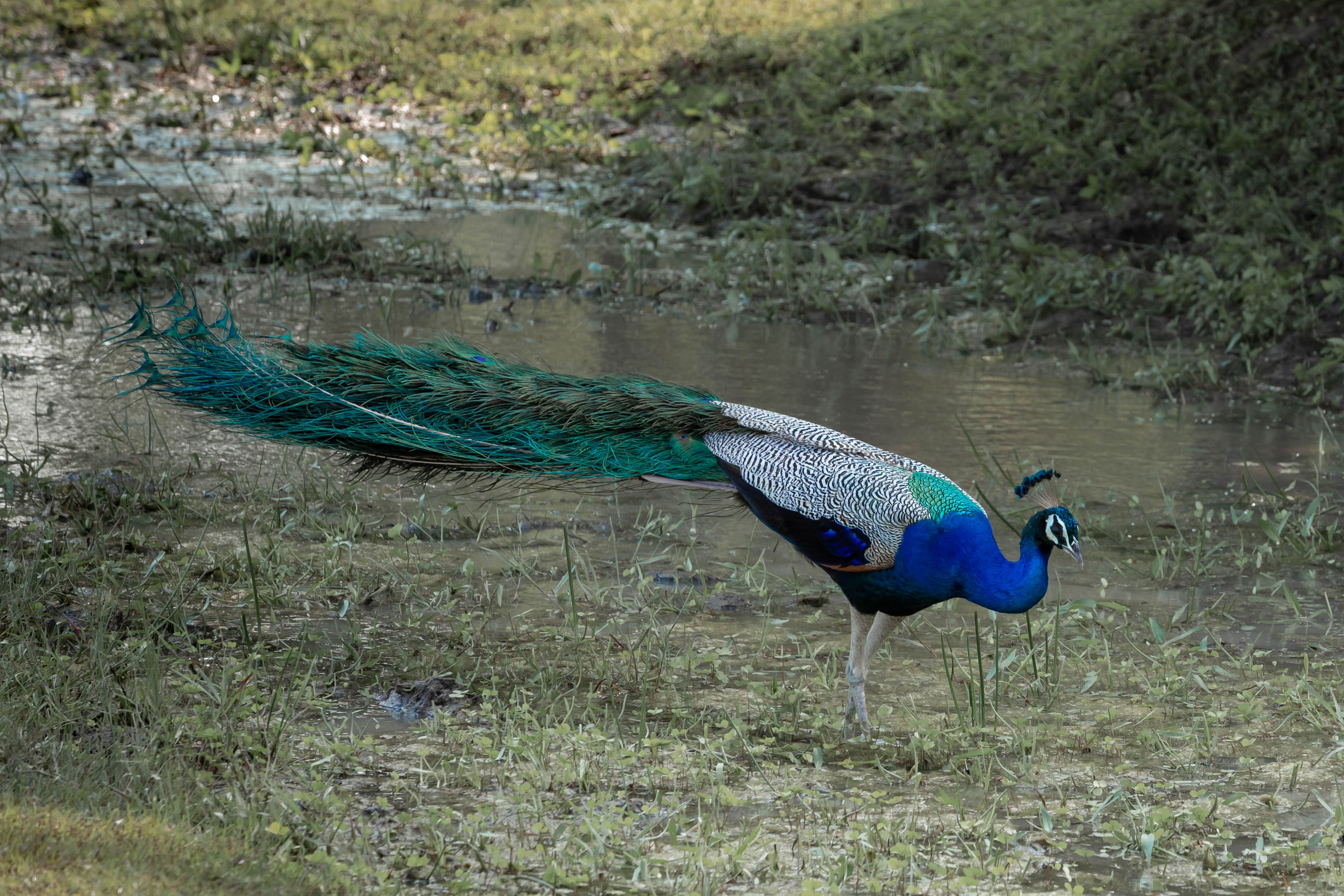 Safari in Udawalawe