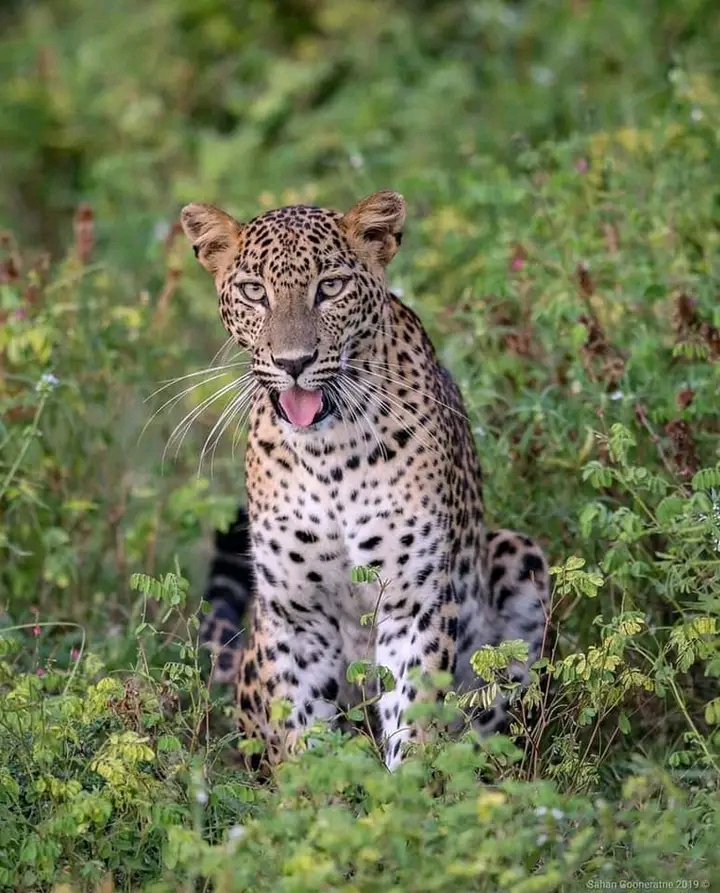 Leopard at Yala