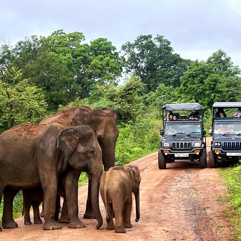 Udawalawe National Park Adventure